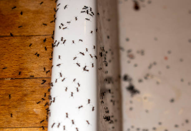Best Emergency Pest Control  in Ponca City, OK